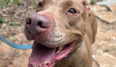 These pups would love to stop and smell the roses with you!