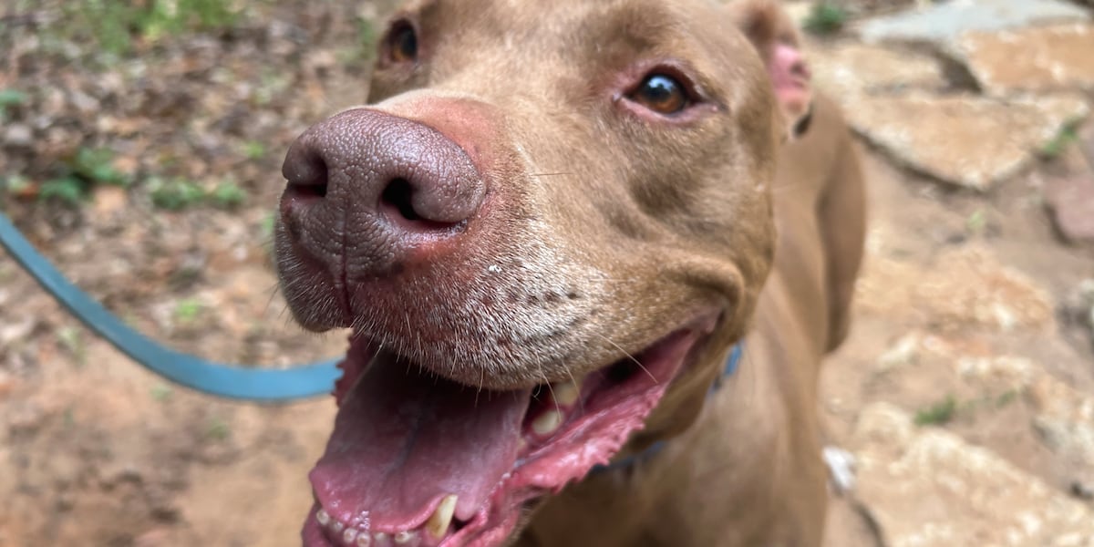 These pups would love to stop and smell the roses with you!