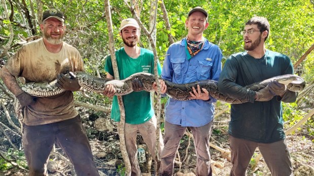 Jeremy Dixon of the U.S. Fish and Wildlife Service, along with North Carolina Museum of Natural Sciences research technicians Brandon McDonald, Isaac Lord and Joe Redinger hold the 12-foot-long 66-pound female invasive Burmese python that they discovered after it killed and ate an opossum they were tracking.