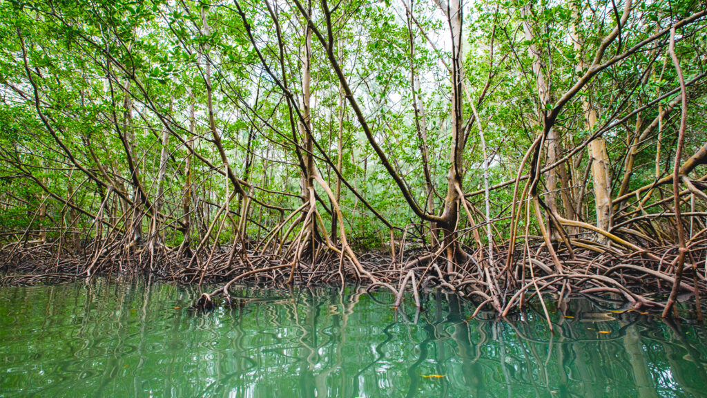 Mangroves in Miami's Oleta Park (iStock image)