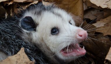 Scientists sacrifice delicious opossums to fight Florida's invasive pythons