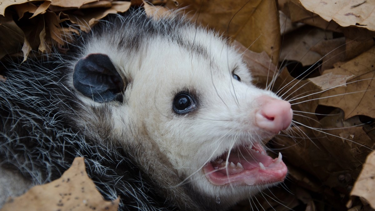 Scientists sacrifice delicious opossums to fight Florida's invasive pythons