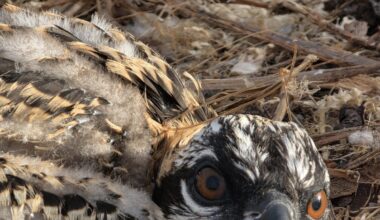 Timely photo leads to rescue of baby osprey