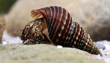 These snails may be the key to one of Florida’s biggest problems, experts say