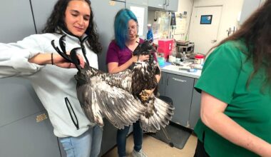 Raptor specialist Beth Lott and team rescue another bald eagle that was injured falling out of it's nest. The young eagle will spend some time at the Audubon Center for Birds of Prey before it is released back into the wild.  (Spectrum News/Randy Rauch)