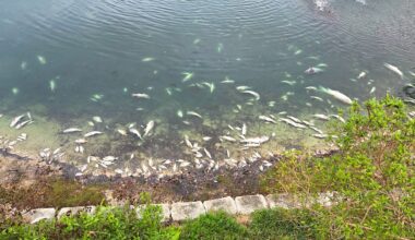 Residents along Oak Forest Lake in Winter Springs saw thousands of dead fish was up to shore in March. (Mark Caruso)