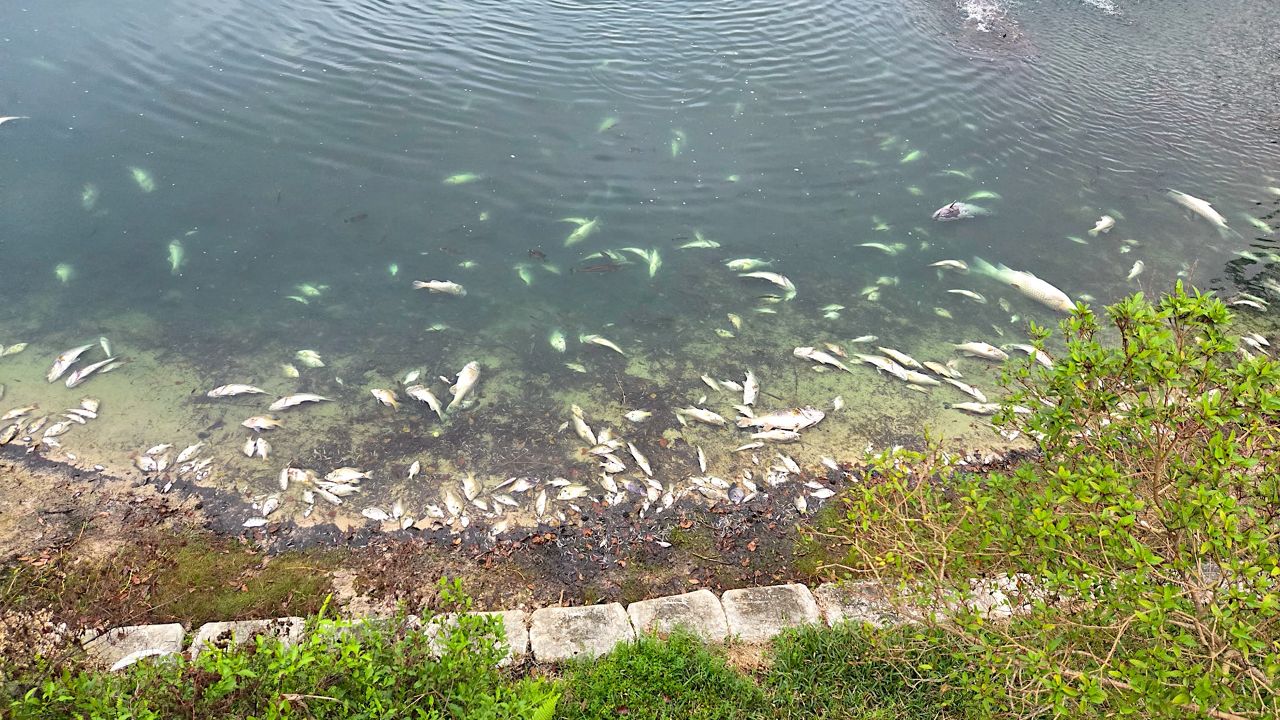 Residents along Oak Forest Lake in Winter Springs saw thousands of dead fish was up to shore in March. (Mark Caruso)