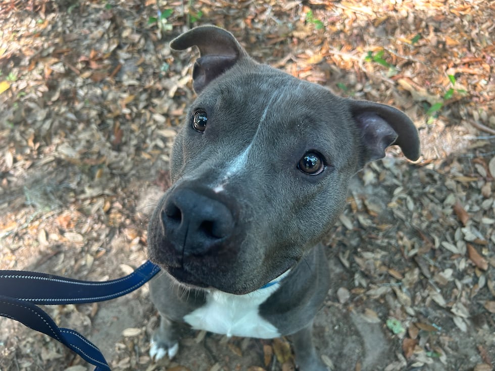 Serina is hoping there’s a fur-ever family out there who will embrace her zest for life and...