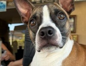 Adopting A Pet Will Be Cheaper Next Month - Beach Talk Radio News