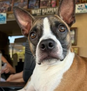 Adopting A Pet Will Be Cheaper Next Month - Beach Talk Radio News