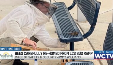 Bees carefully re-homed from LCS bus ramp