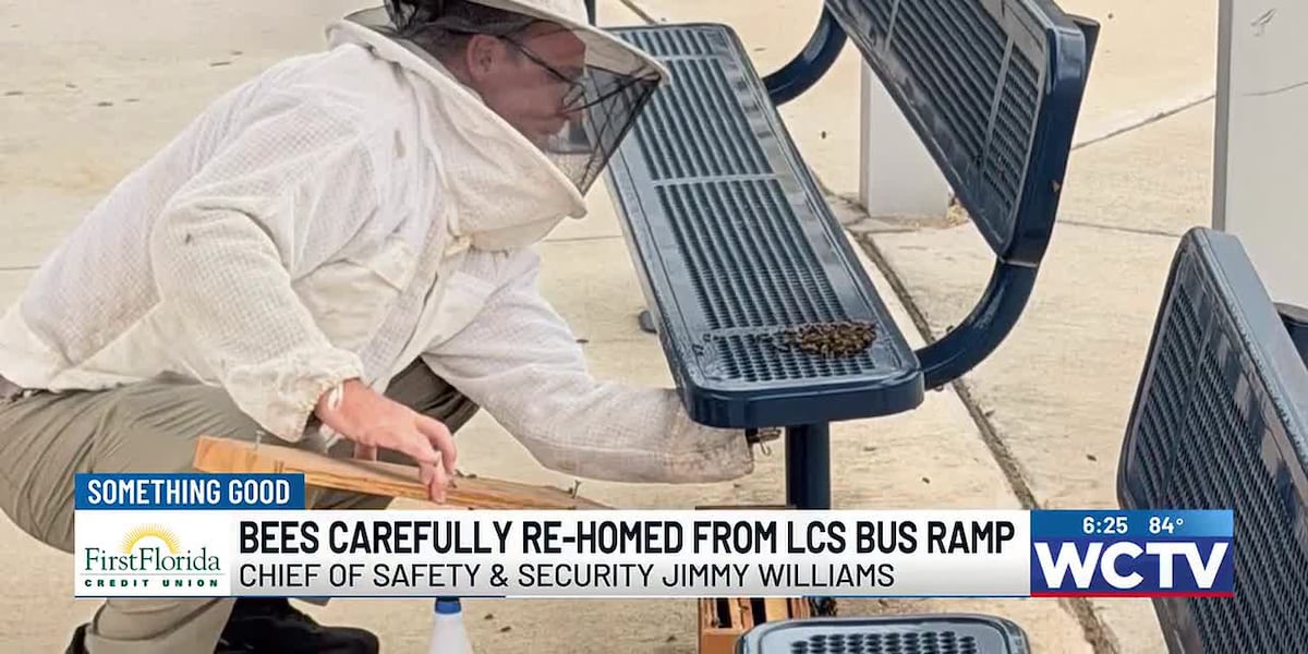 Bees carefully re-homed from LCS bus ramp
