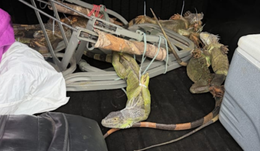 Zip-tied iguanas discovered during Central Florida traffic stop