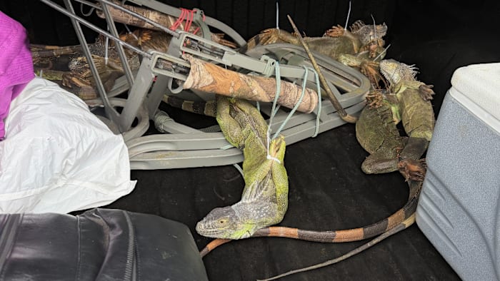 Zip-tied iguanas discovered during Central Florida traffic stop
