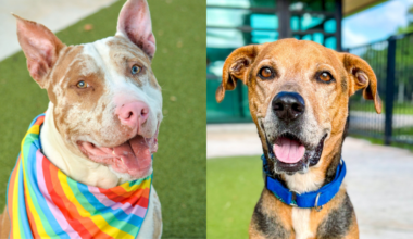 Two Loyal Dogs Waiting for Forever Homes • Tamarac Talk