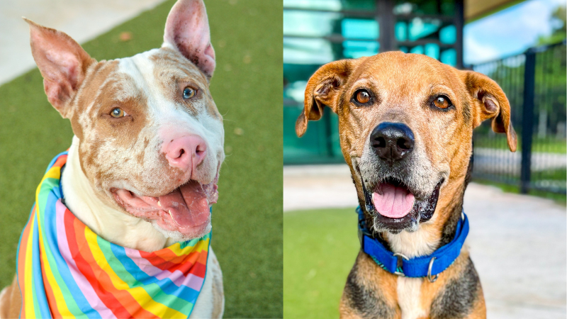 Two Loyal Dogs Waiting for Forever Homes • Tamarac Talk