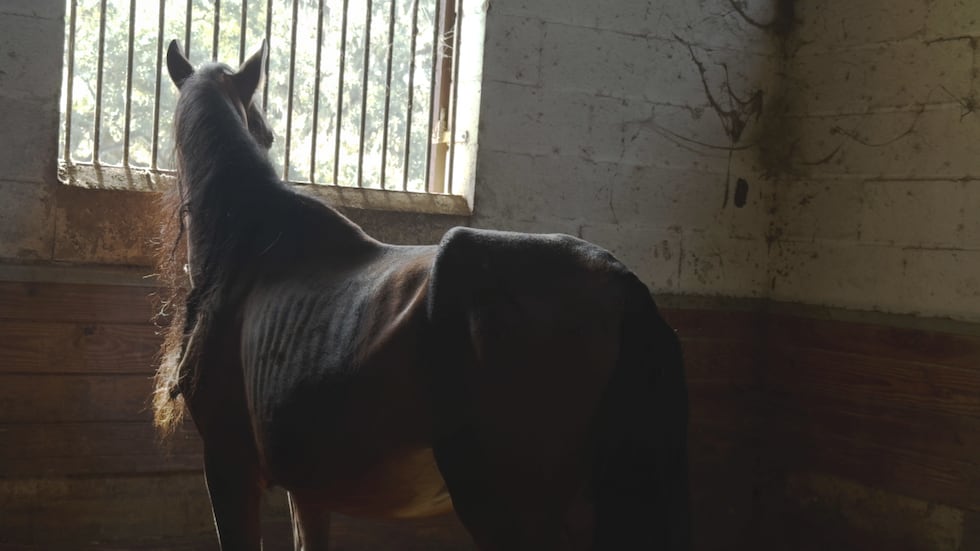 Local horse rescues and nonprofits immediately stepped in to ensure the horses who endured...