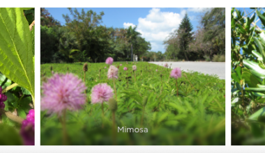 Why you need to be firewise on Sanibel - SANIBEL-CAPTIVA