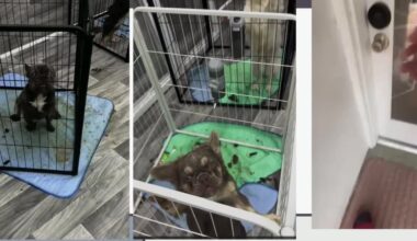 Judge rules Fort Pierce couple will only regain custody of five of 51 seized French bulldogs after neglect