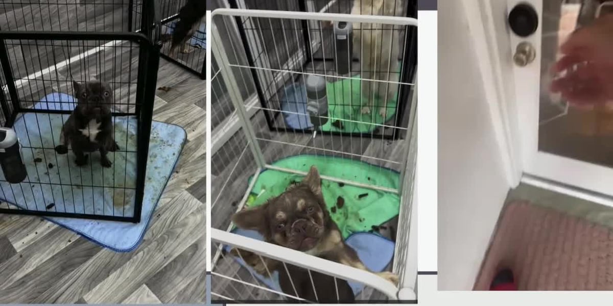 Judge rules Fort Pierce couple will only regain custody of five of 51 seized French bulldogs after neglect