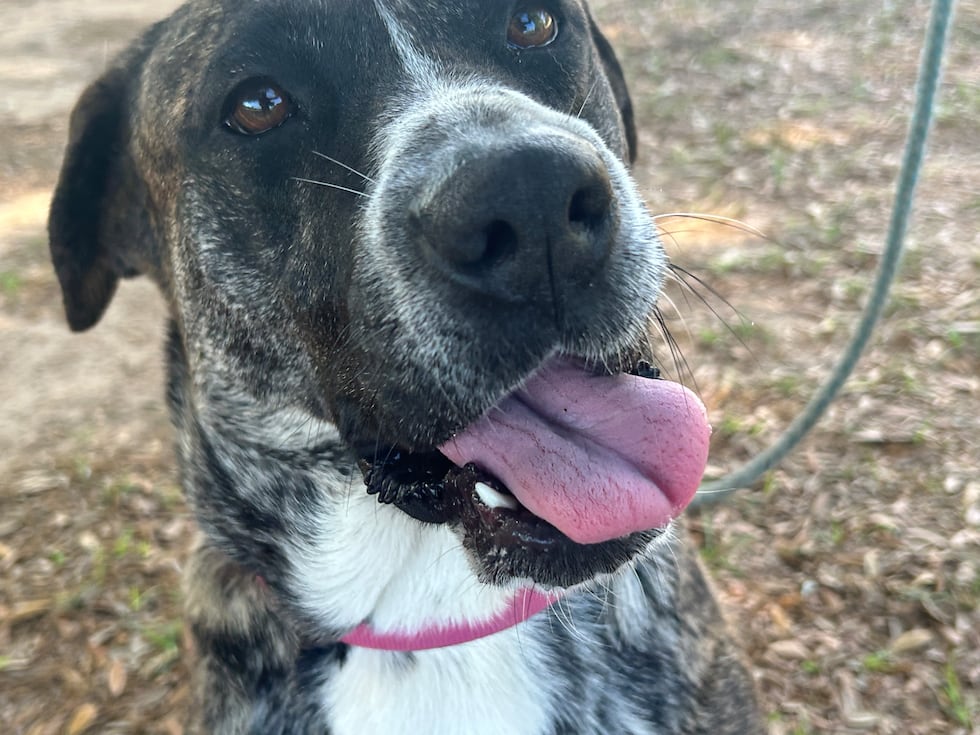 Nala is ready to stop, drop and wiggle anytime!