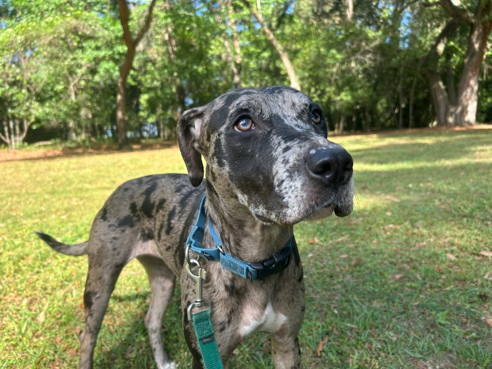 This speckled sweetheart is ready to come out of her shell!