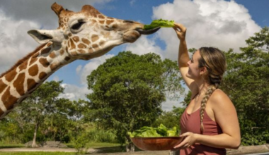 Zoo Miami giraffe feeding