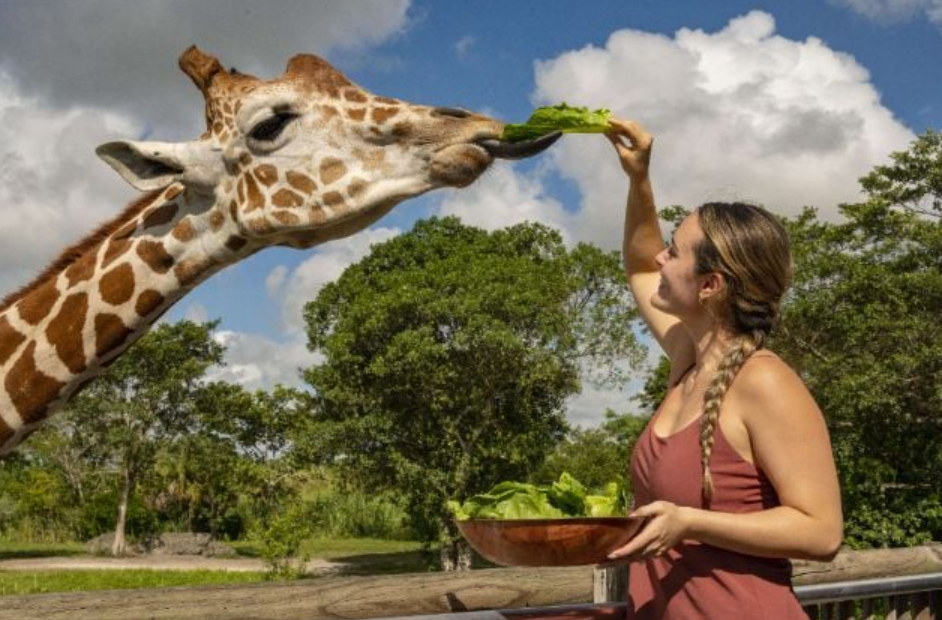 Zoo Miami giraffe feeding