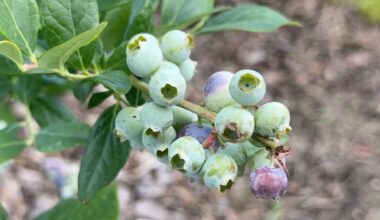 Keel Farms kicks off 17th annual Blueberry Festival