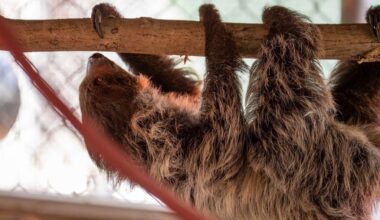 After Mass Deaths at ‘Sloth World,’ 13 Surviving Animals Are Transferred to a Florida Zoo