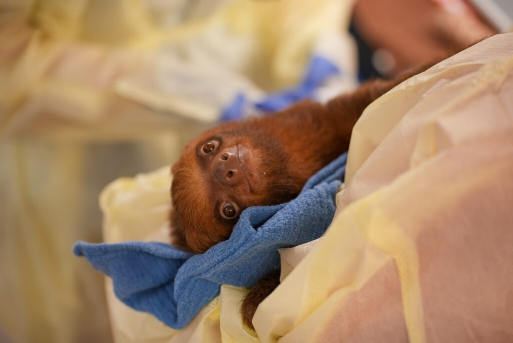 A baby sloth is shown, held partially wrapped in a blanket