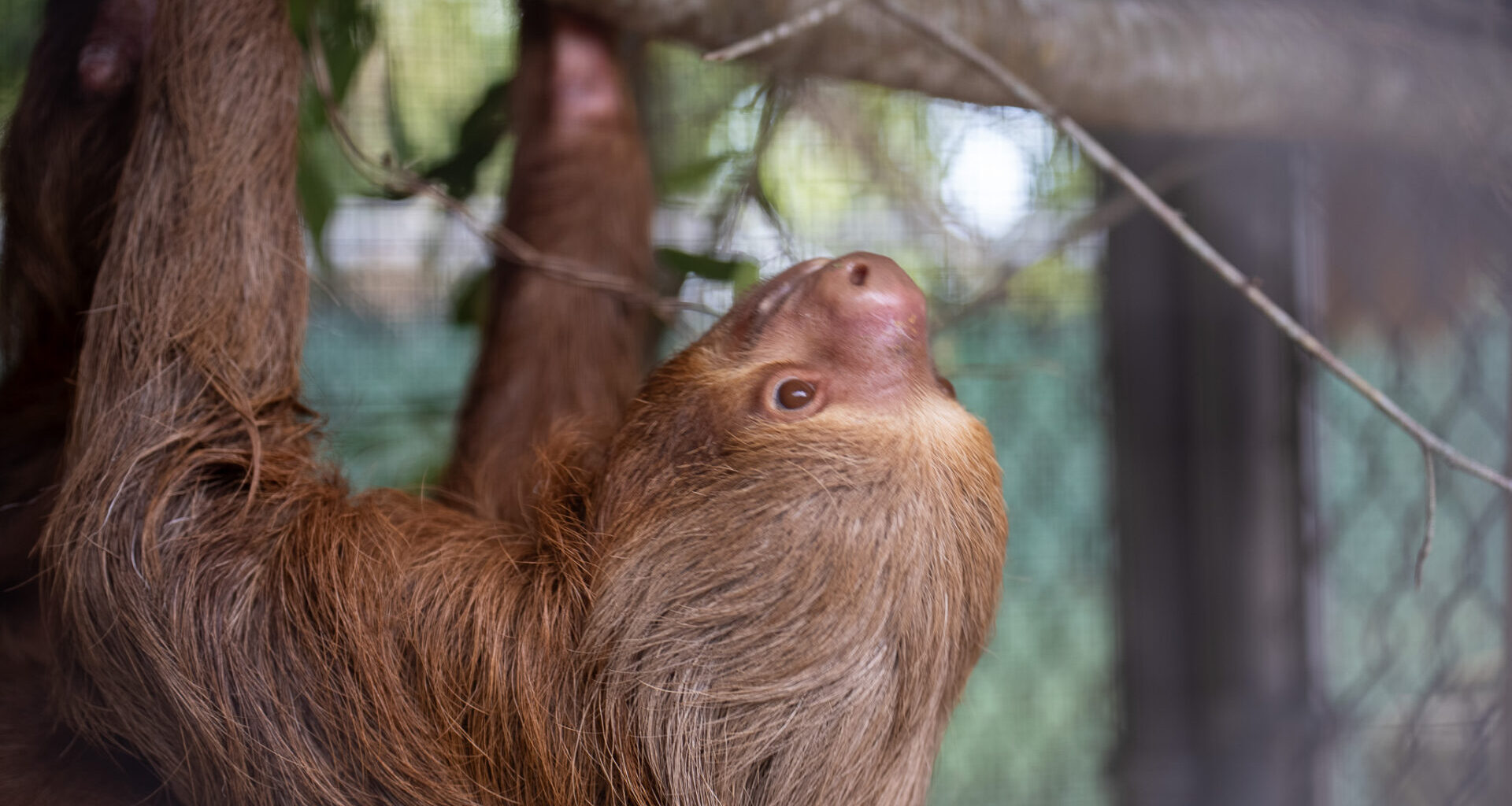Central Florida Zoo & Botanical Gardens Central Florida Zoo accepts donation of 13 sloths