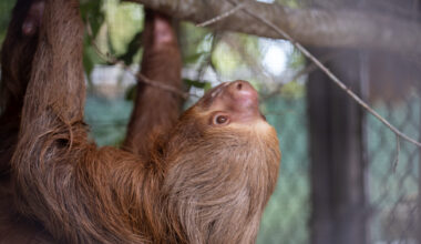 Central Florida Zoo & Botanical Gardens Central Florida Zoo accepts donation of 13 sloths