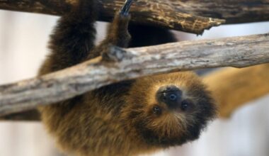 'Sloth World' attraction will not open after 31 of its animals died