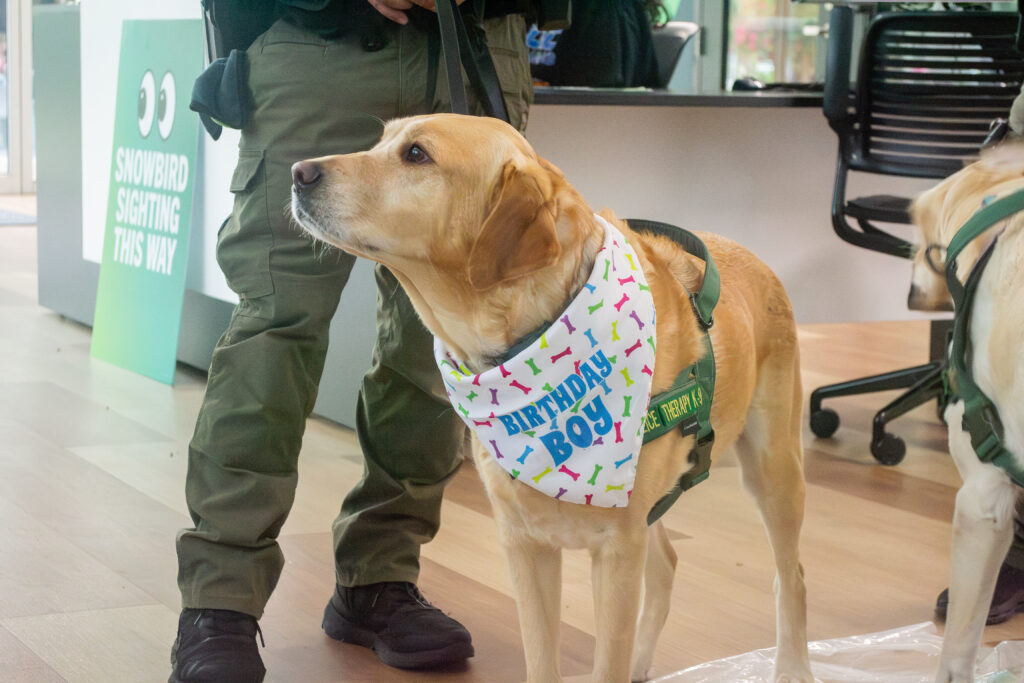 Celebrating Snowbird’s Birthday – The Crow's Nest