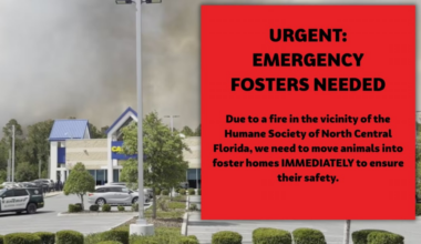 Humane Society of North Central Florida make emergency call for fosters due to nearby brush fire