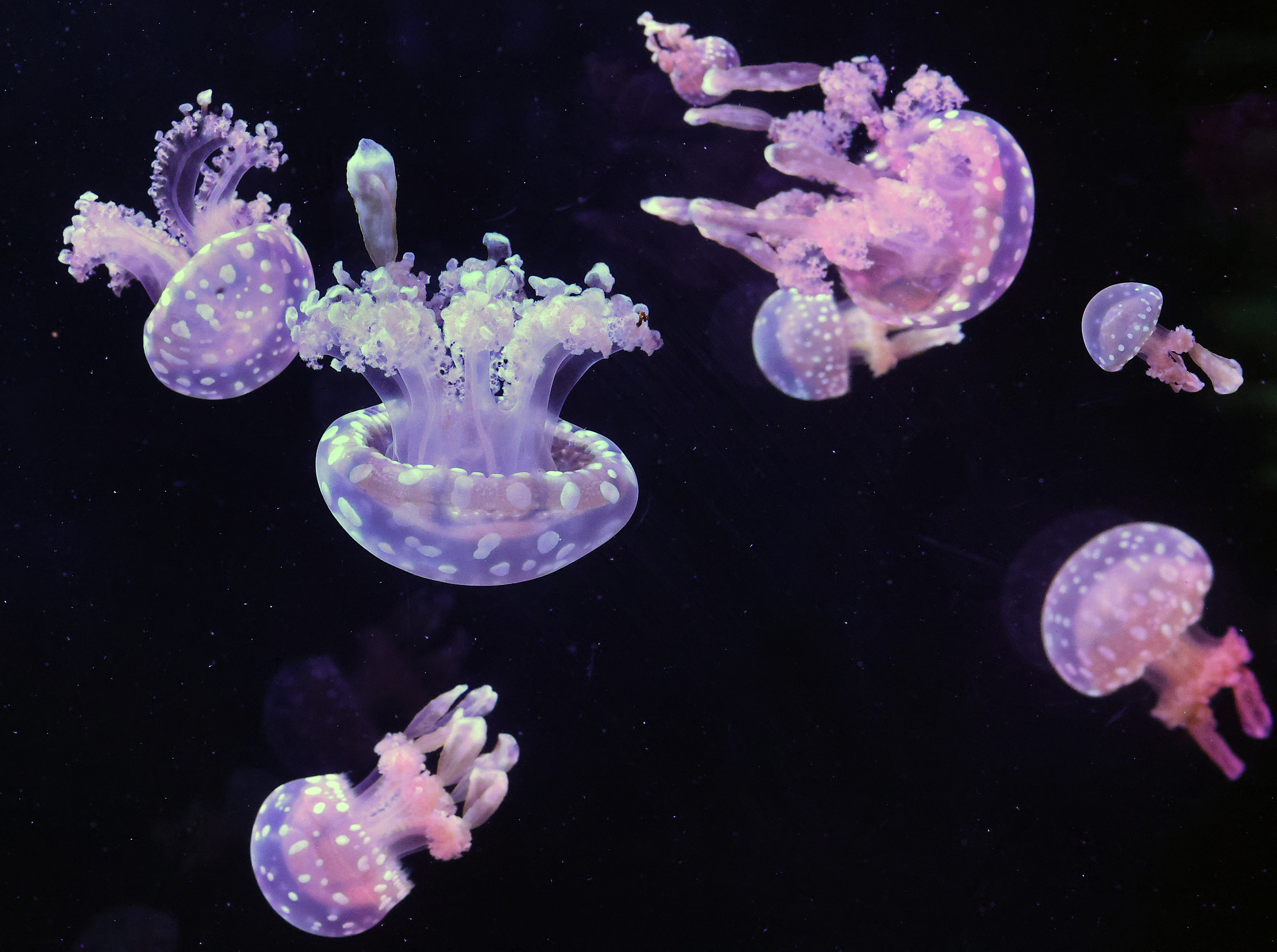Spotted jellyfish are illuminated on display at the newly opened...