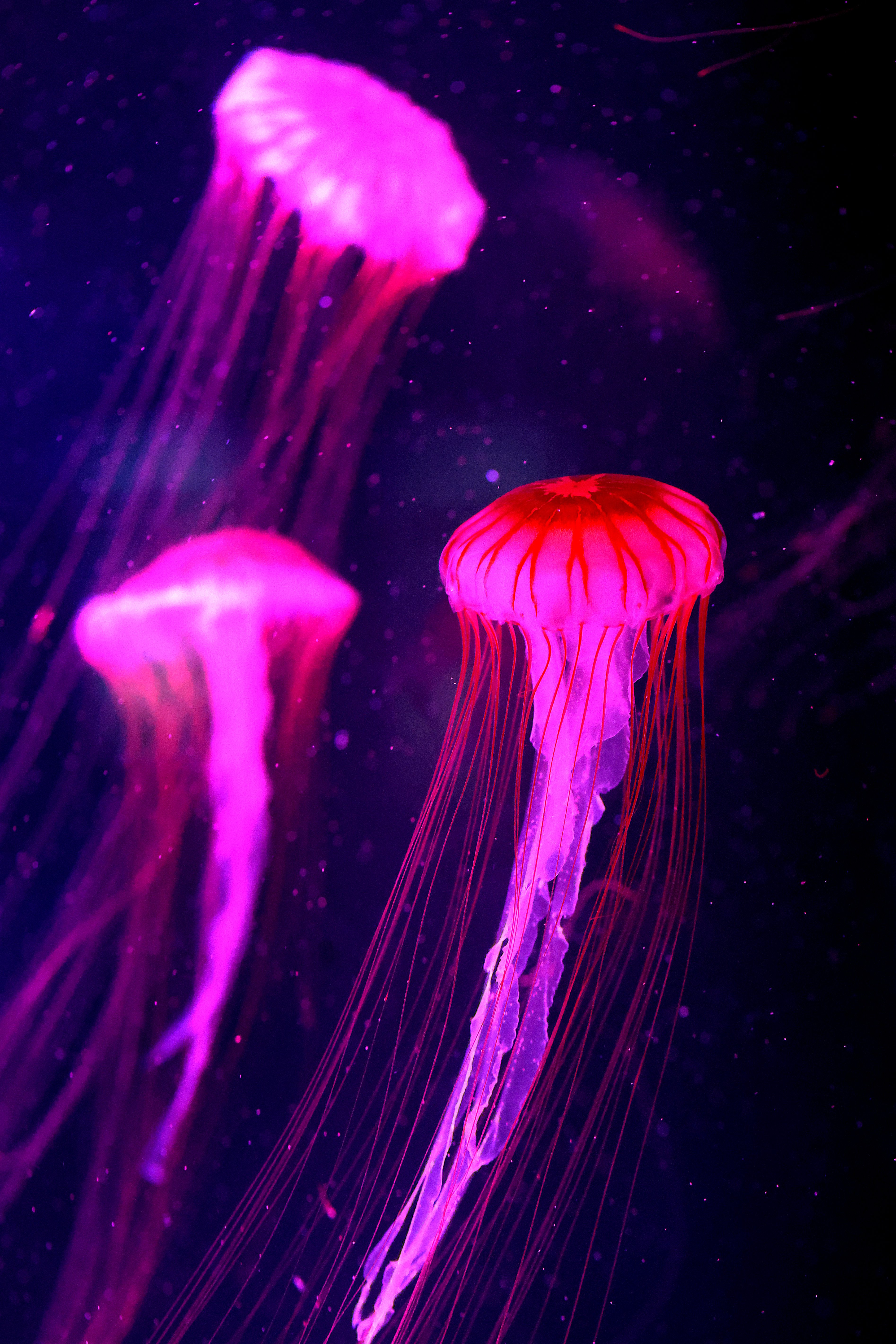 Brown sea nettle jellyfish are illuminated on display at the...