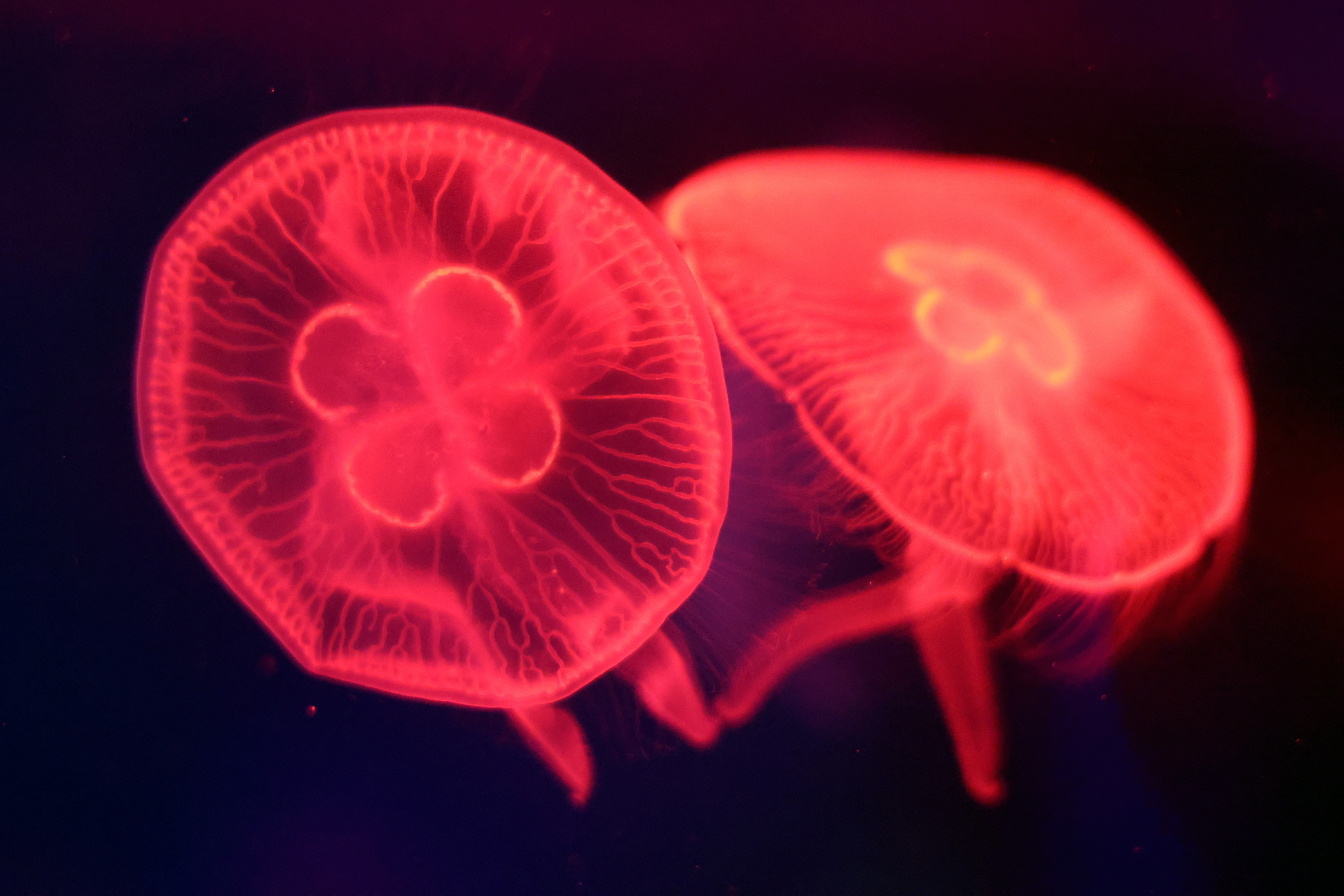Jellyfish are illuminated on display at the newly opened Jellyfish...
