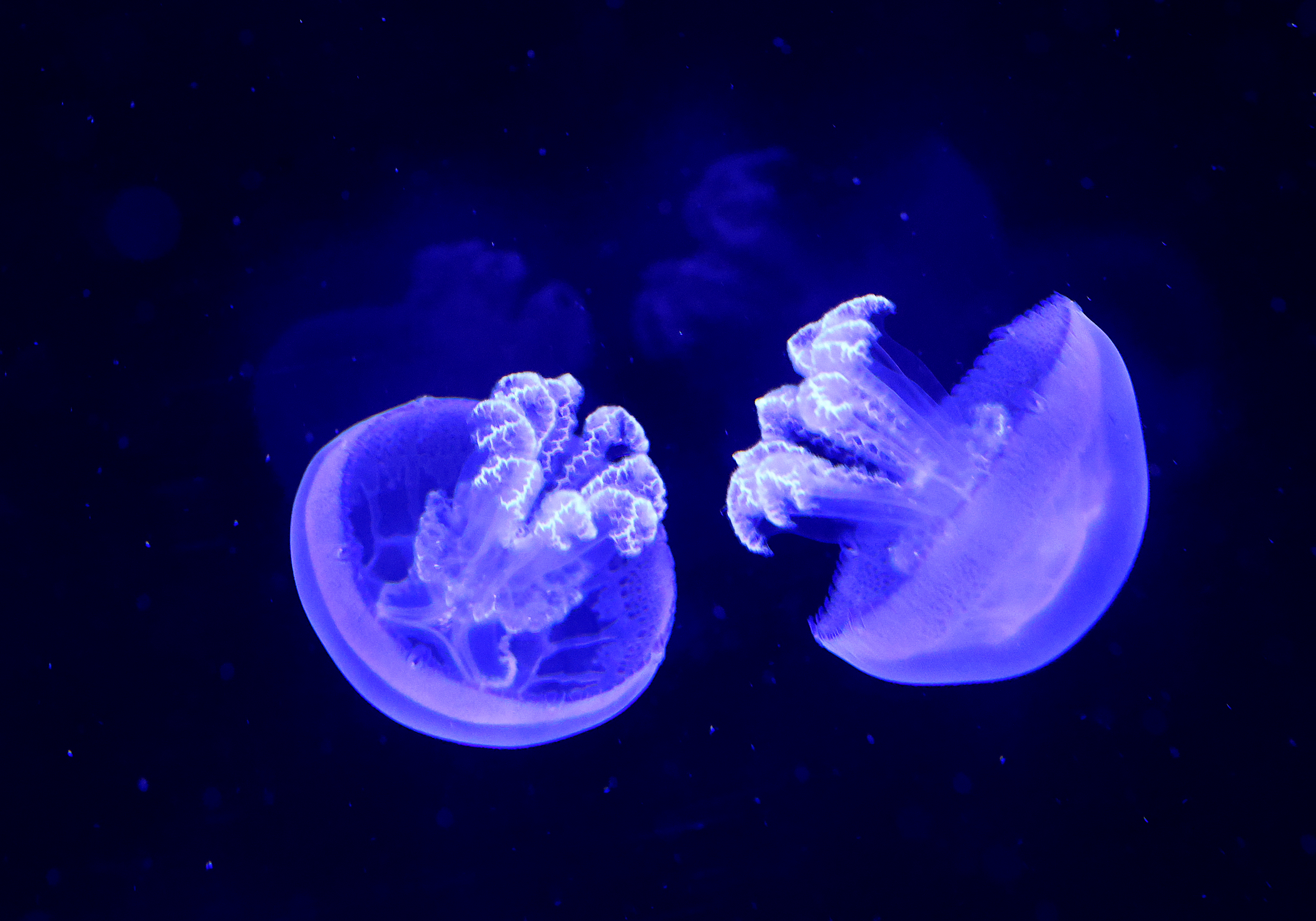 Cannon ball jellyfish are illuminated on display at the newly...