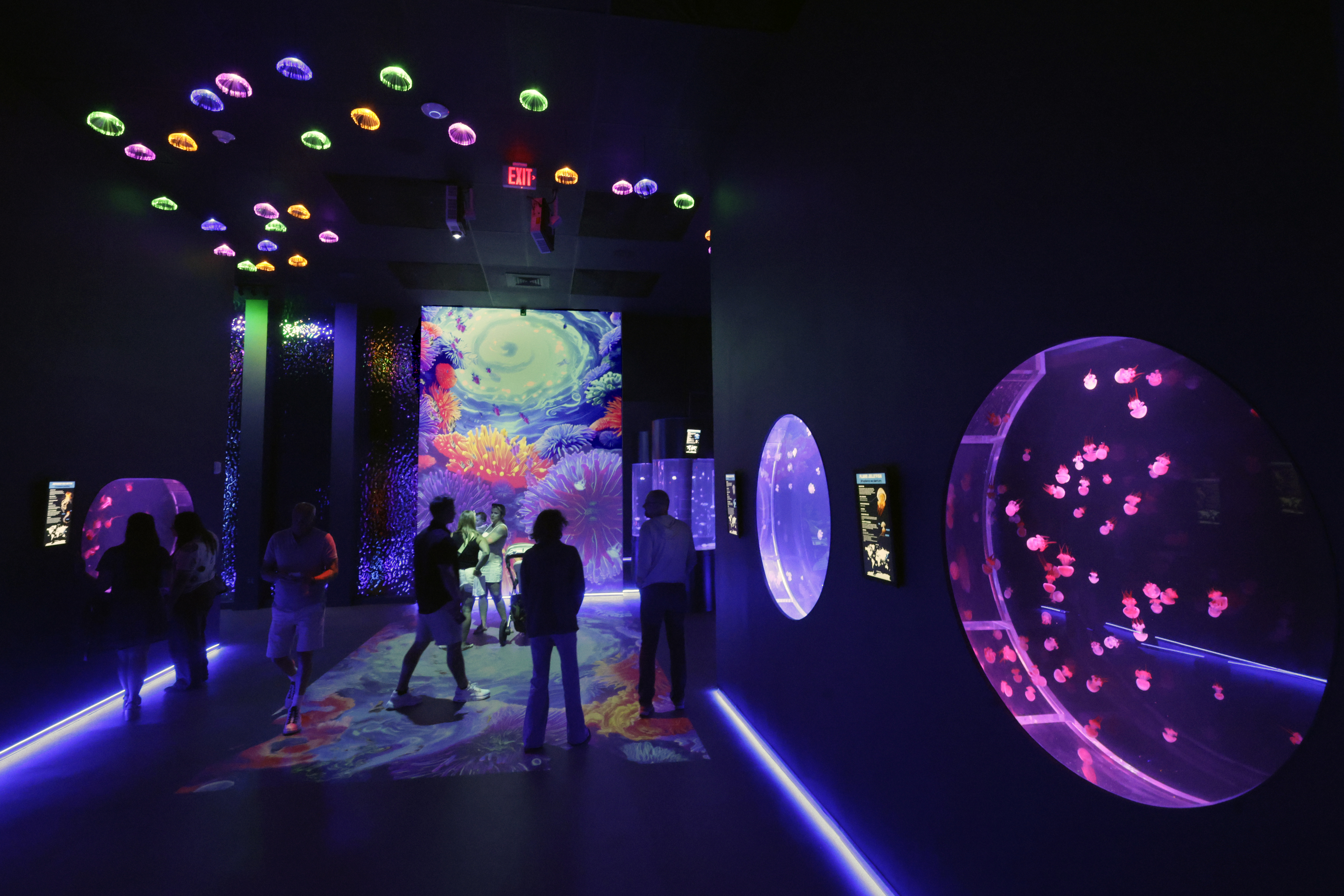 Visitors discover the newly opened Jellyfish Museum in Pompano Beach...