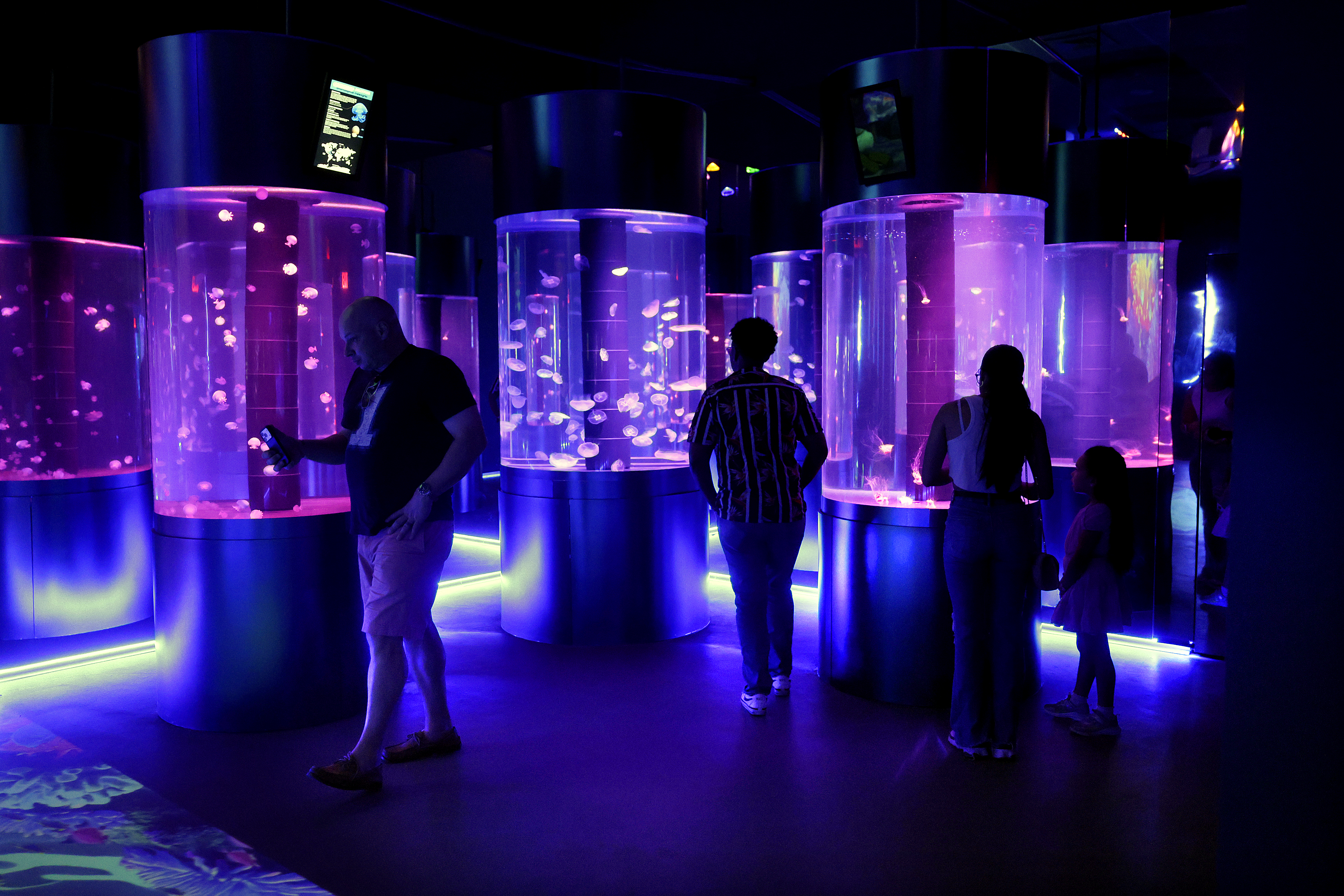Visitors discover the newly opened Jellyfish Museum in Pompano Beach...