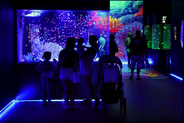 More than 20 species of cold- and warm-water jellyfish will be on display at one time at the newly opened Jellyfish Museum in Pompano Beach on Tuesday, March 31, 2026. (Mike Stocker/South Florida Sun Sentinel)