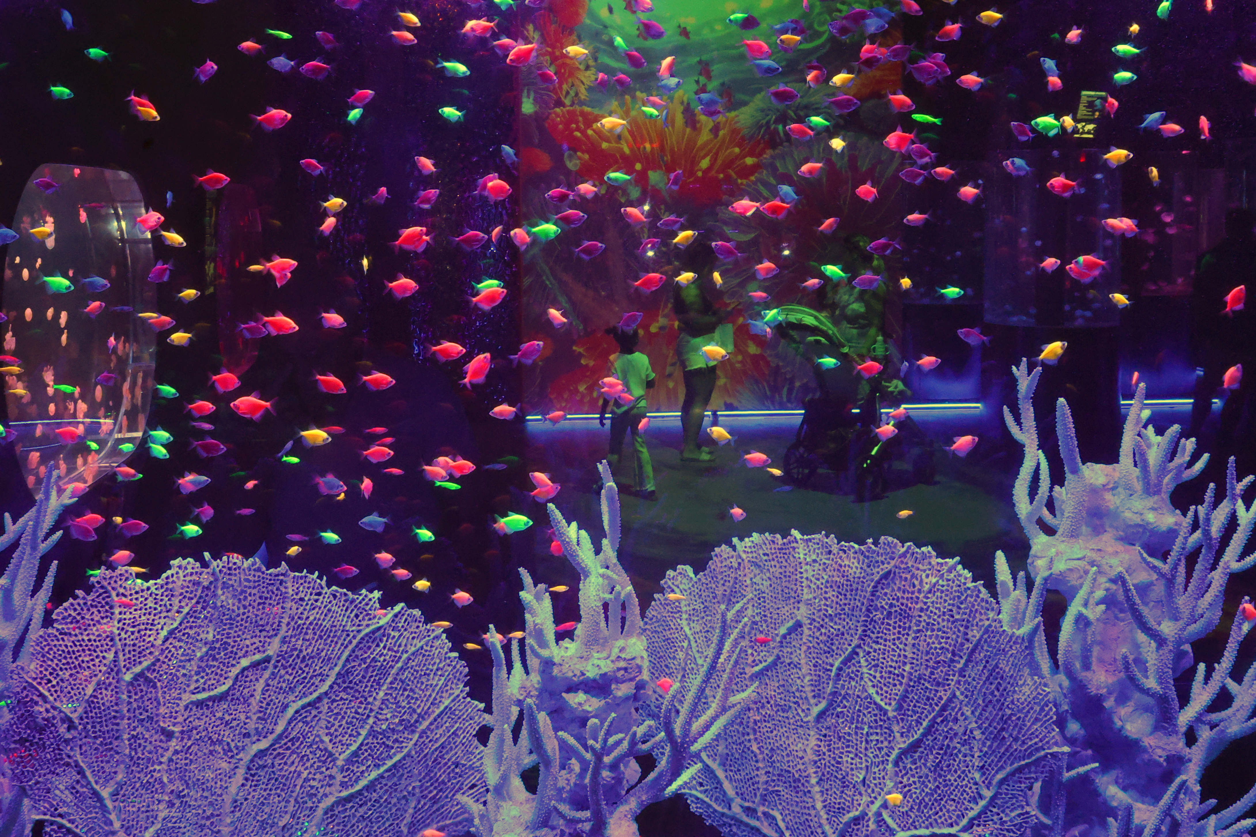 Schools of fish race around aquarium tanks at the Jellyfish...