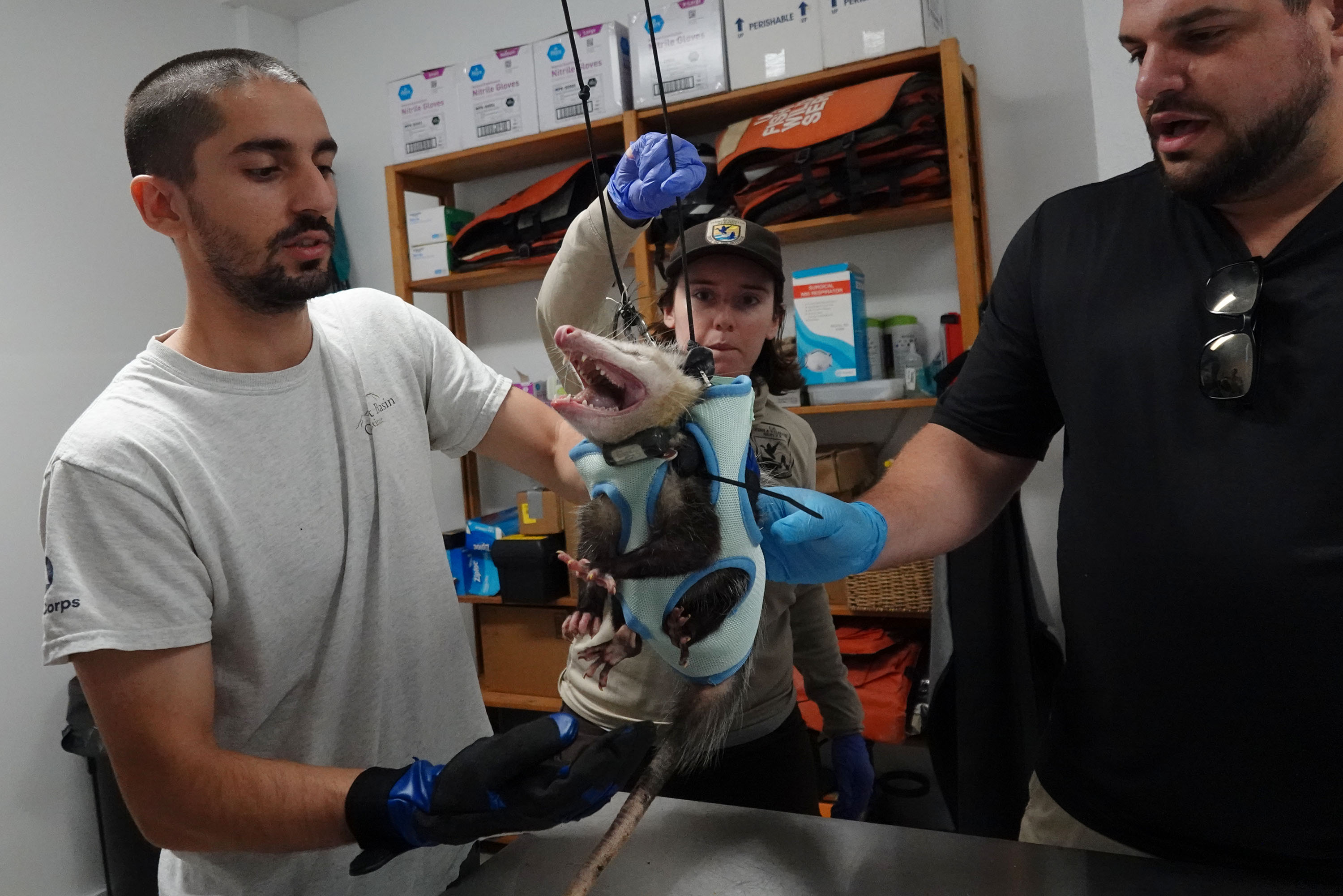 A.J. Sanjar, from left, Isabella Collamati and Mike Cove place...