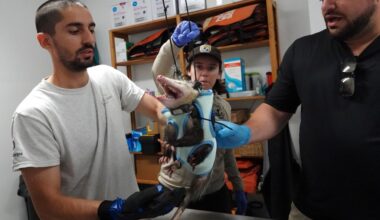 How possums become weapons in war against Burmese pythons