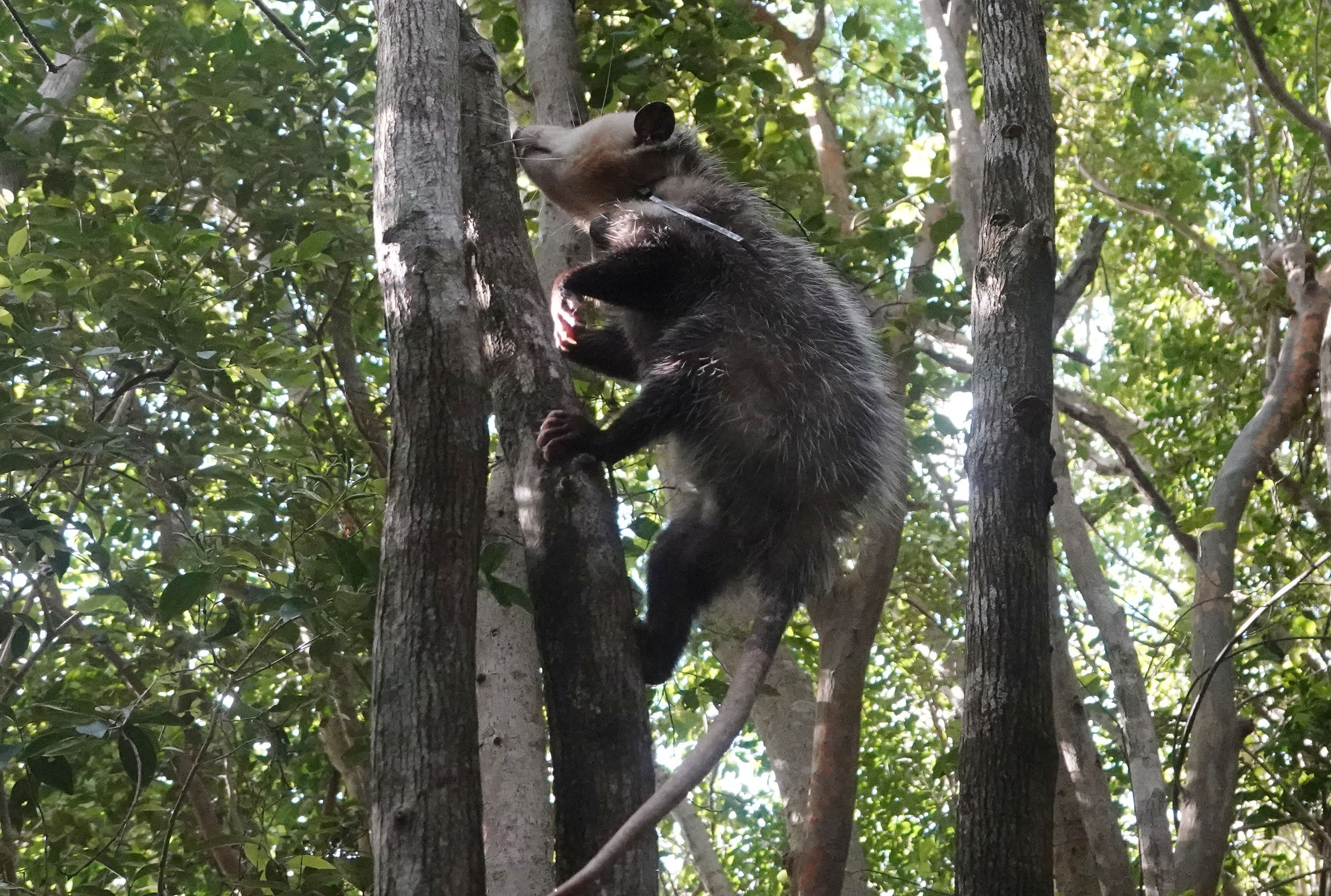 A possum fitted with a radio collar scampers up a...