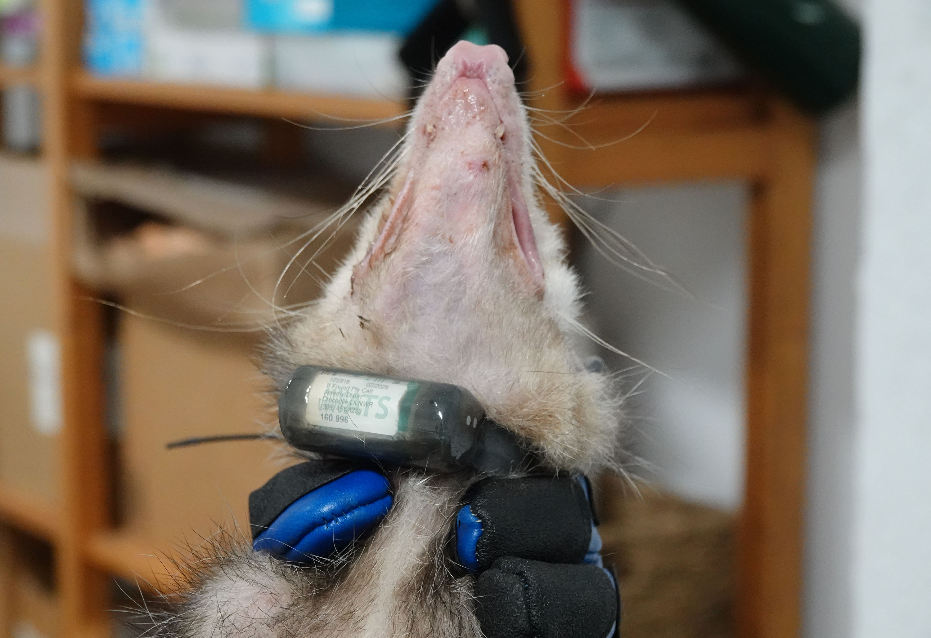 A radio collar fitted on a possum is seen before...