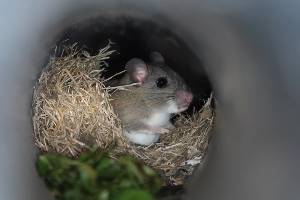 An endangered Key Largo woodrat is seen inside a pipe in an abandoned Cold War-era Nike Missile bunker on Wednesday, April 15, 2026, at the Crocodile Lake National Wildlife Refuge in Key Largo. The bunkers attract invasive pythons and the small mammals they prey upon. (Joe Cavaretta/South Florida Sun Sentinel)