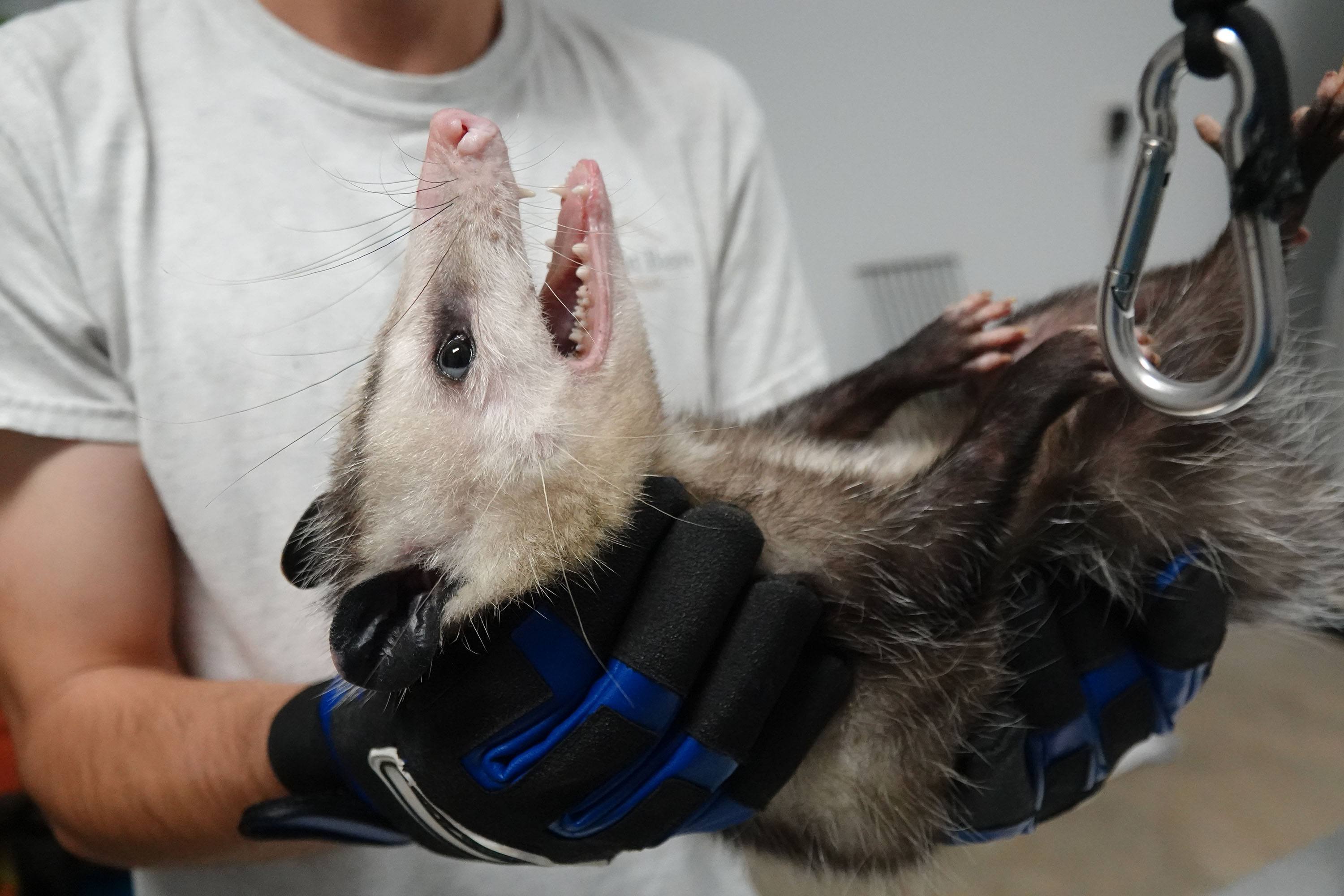 A trapped possum, which will be fitted with a radio...